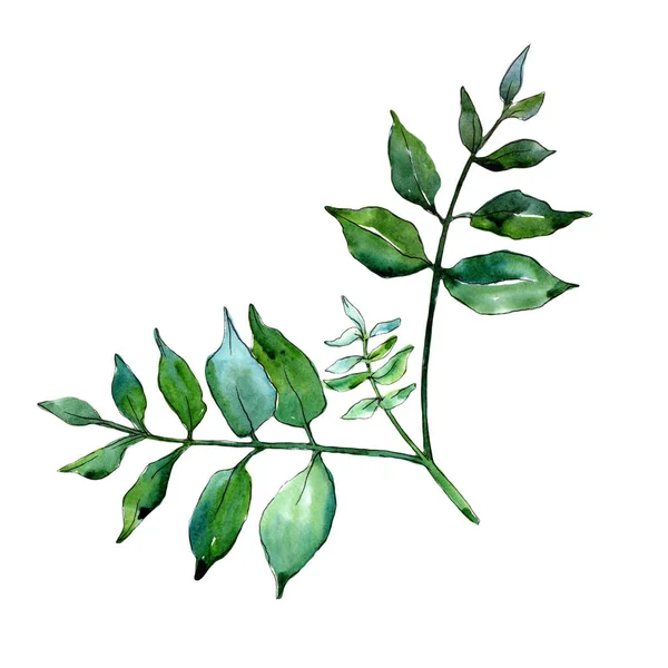 Grüne Esche Blättert Blattpflanze Botanischer Garten Florales Laub Isoliertes Illustrationselement — Stockfoto