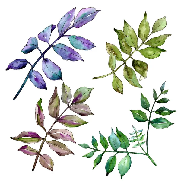 绿灰叶子 叶植物植物园花叶 独立的插图元素 包装图案 框架或边框的水彩画叶 — 图库照片