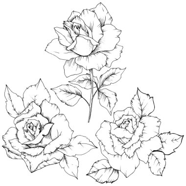 Gül izole bir vektör tarzda çiçek. Bitki tam adı: gül. Arka plan, doku, sarıcı desen, çerçeve veya kenarlık için vektör çiçek.