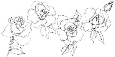 Gül izole bir vektör tarzda çiçek. Bitki tam adı: gül. Arka plan, doku, sarıcı desen, çerçeve veya kenarlık için vektör çiçek.