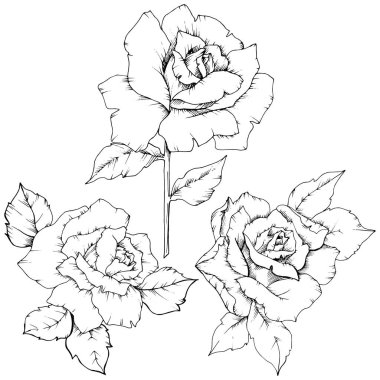 Gül izole bir vektör tarzda çiçek. Bitki tam adı: gül. Arka plan, doku, sarıcı desen, çerçeve veya kenarlık için vektör çiçek.