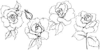 Gül izole bir vektör tarzda çiçek. Bitki tam adı: gül. Arka plan, doku, sarıcı desen, çerçeve veya kenarlık için vektör çiçek.