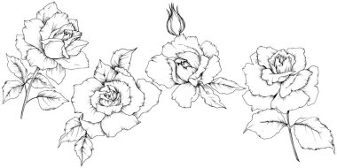 Gül izole bir vektör tarzda çiçek. Bitki tam adı: gül. Arka plan, doku, sarıcı desen, çerçeve veya kenarlık için vektör çiçek.