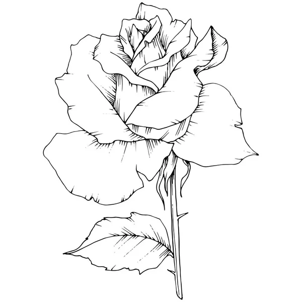 Τριαντάφυλλο Λουλούδι Ένα Στυλ Διάνυσμα Απομονωμένη Πλήρης Ονομασία Του Φυτού — Διανυσματικό Αρχείο