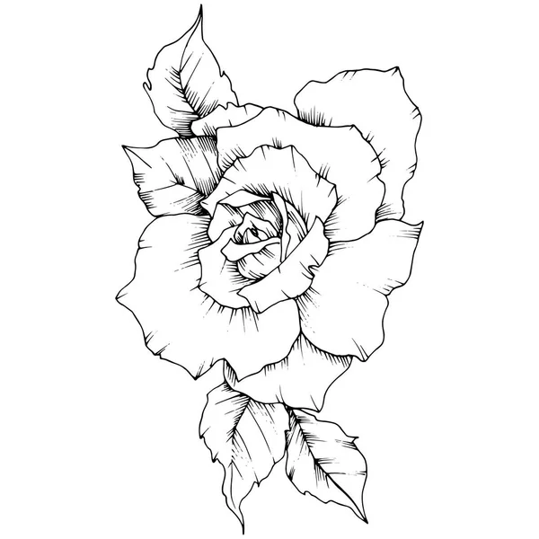 Rosa Flor Estilo Vectorial Aislado Nombre Completo Planta Rosa Flor — Vector de stock