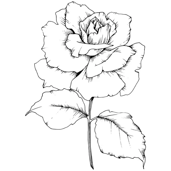 Τριαντάφυλλο Λουλούδι Ένα Στυλ Διάνυσμα Απομονωμένη Πλήρης Ονομασία Του Φυτού — Διανυσματικό Αρχείο