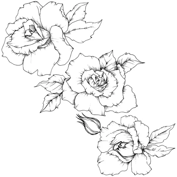 Rosa Flor Estilo Vectorial Aislado Nombre Completo Planta Rosa Flor — Archivo Imágenes Vectoriales