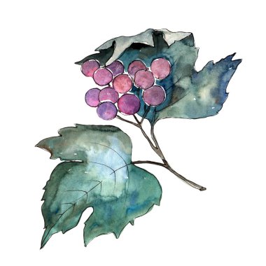 Renkli sonbahar vibirnum yaprağı. Yaprak bitki botanik bahçe çiçek yaprakları. İzole illüstrasyon öğesi. Aquarelle yaprak için arka plan, doku, sarıcı desen, çerçeve veya kenarlık.