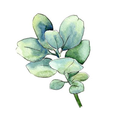 Sulu boya yeşil şimşir bırakır. Yaprak bitki botanik bahçe çiçek yaprakları. İzole illüstrasyon öğesi. Aquarelle yaprak için arka plan, doku, sarıcı desen, çerçeve veya kenarlık.