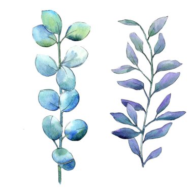 Sulu boya yeşil şimşir bırakır. Yaprak bitki botanik bahçe çiçek yaprakları. İzole illüstrasyon öğesi. Aquarelle yaprak için arka plan, doku, sarıcı desen, çerçeve veya kenarlık.