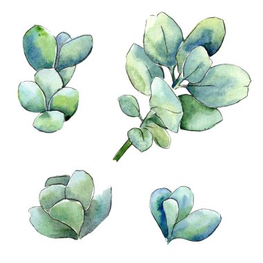 Sulu boya yeşil şimşir bırakır. Yaprak bitki botanik bahçe çiçek yaprakları. İzole illüstrasyon öğesi. Aquarelle yaprak için arka plan, doku, sarıcı desen, çerçeve veya kenarlık.