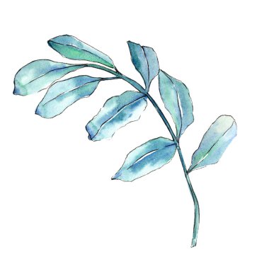 Watercolo yeşil akasya bırakır. Yaprak bitki botanik bahçe çiçek yaprakları. İzole illüstrasyon öğesi. Aquarelle yaprak için arka plan, doku, sarıcı desen, çerçeve veya kenarlık.