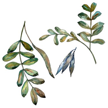 Watercolo yeşil akasya bırakır. Yaprak bitki botanik bahçe çiçek yaprakları. İzole illüstrasyon öğesi. Aquarelle yaprak için arka plan, doku, sarıcı desen, çerçeve veya kenarlık.