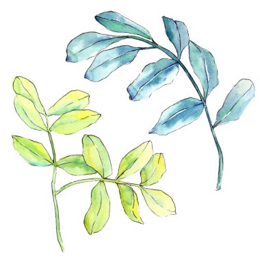 Watercolo yeşil akasya bırakır. Yaprak bitki botanik bahçe çiçek yaprakları. İzole illüstrasyon öğesi. Aquarelle yaprak için arka plan, doku, sarıcı desen, çerçeve veya kenarlık.