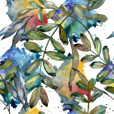 Watercolo yeşil akasya bırakır. Yaprak bitki botanik bahçe çiçek yaprakları. Sorunsuz arka plan deseni. Kumaş duvar kağıdı yazdırma doku. Aquarelle yaprak için arka plan, doku, sarıcı desen.