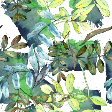 Watercolo yeşil akasya bırakır. Yaprak bitki botanik bahçe çiçek yaprakları. Sorunsuz arka plan deseni. Kumaş duvar kağıdı yazdırma doku. Aquarelle yaprak için arka plan, doku, sarıcı desen.