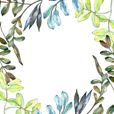 Watercolo yeşil akasya bırakır. Yaprak bitki botanik bahçe çiçek yaprakları. Çerçeve kenarlığı süsleme Meydanı. Aquarelle yaprak için arka plan, doku, sarıcı desen, çerçeve veya kenarlık.