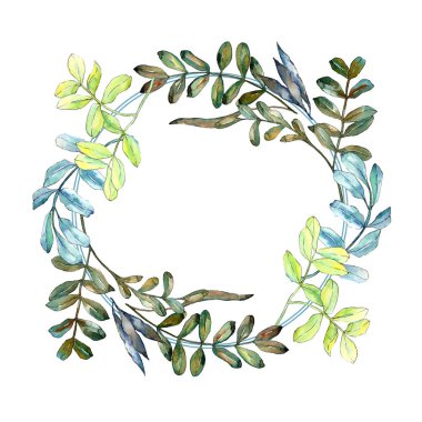 Watercolo yeşil akasya bırakır. Yaprak bitki botanik bahçe çiçek yaprakları. Çerçeve kenarlığı süsleme Meydanı. Aquarelle yaprak için arka plan, doku, sarıcı desen, çerçeve veya kenarlık.