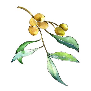 Suluboya iğde yeşil yaprakları. Yaprak bitki botanik bahçe çiçek yaprakları. İzole illüstrasyon öğesi. Aquarelle yaprak için arka plan, doku, sarıcı desen, çerçeve veya kenarlık.