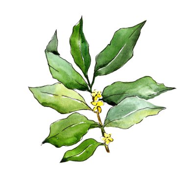 Suluboya iğde yeşil yaprakları. Yaprak bitki botanik bahçe çiçek yaprakları. İzole illüstrasyon öğesi. Aquarelle yaprak için arka plan, doku, sarıcı desen, çerçeve veya kenarlık.