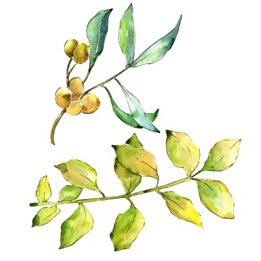 Suluboya iğde yeşil yaprakları. Yaprak bitki botanik bahçe çiçek yaprakları. İzole illüstrasyon öğesi. Aquarelle yaprak için arka plan, doku, sarıcı desen, çerçeve veya kenarlık.