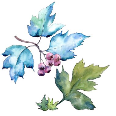 Suluboya alıç renkli yaprakları. Yaprak bitki botanik bahçe çiçek yaprakları. İzole illüstrasyon öğesi. Aquarelle yaprak için arka plan, doku, sarıcı desen, çerçeve veya kenarlık.