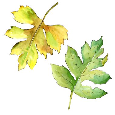 Suluboya alıç renkli yaprakları. Yaprak bitki botanik bahçe çiçek yaprakları. İzole illüstrasyon öğesi. Aquarelle yaprak için arka plan, doku, sarıcı desen, çerçeve veya kenarlık.