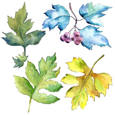 Suluboya alıç renkli yaprakları. Yaprak bitki botanik bahçe çiçek yaprakları. İzole illüstrasyon öğesi. Aquarelle yaprak için arka plan, doku, sarıcı desen, çerçeve veya kenarlık.