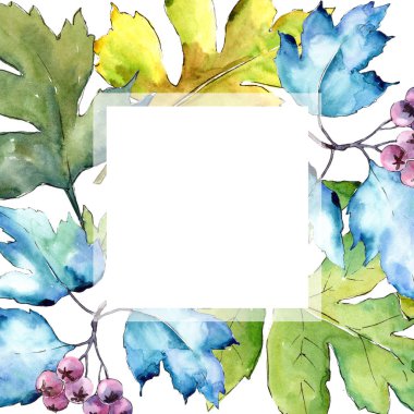 Suluboya alıç renkli yaprakları. Yaprak bitki botanik bahçe çiçek yaprakları. Çerçeve kenarlığı süsleme Meydanı. Aquarelle yaprak için arka plan, doku, sarıcı desen, çerçeve veya kenarlık.