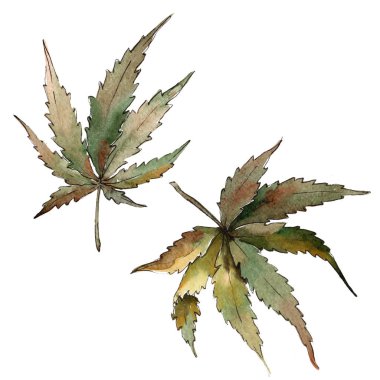 Sulu boya yeşil esrar bırakır. Yaprak bitki botanik bahçe çiçek yaprakları. İzole illüstrasyon öğesi. Aquarelle yaprak için arka plan, doku, sarıcı desen, çerçeve veya kenarlık.