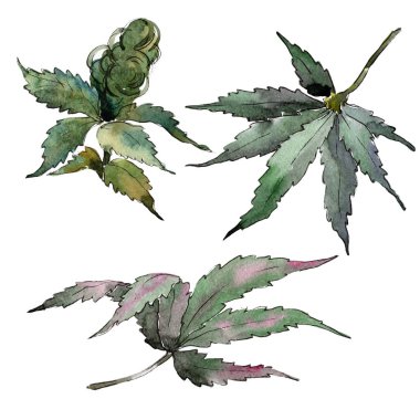 Sulu boya yeşil esrar bırakır. Yaprak bitki botanik bahçe çiçek yaprakları. İzole illüstrasyon öğesi. Aquarelle yaprak için arka plan, doku, sarıcı desen, çerçeve veya kenarlık.