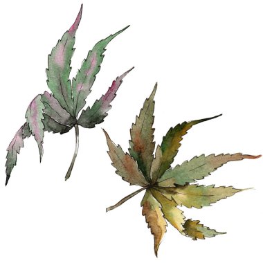 Sulu boya yeşil esrar bırakır. Yaprak bitki botanik bahçe çiçek yaprakları. İzole illüstrasyon öğesi. Aquarelle yaprak için arka plan, doku, sarıcı desen, çerçeve veya kenarlık.