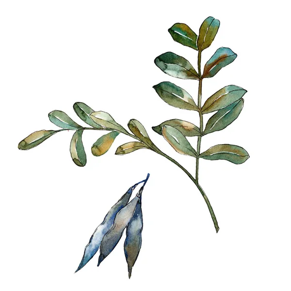 Watercolo 緑アカシアの葉 葉植物植物園花葉 孤立した図の要素 テクスチャ ラッパー パターン フレームや境界線の Aquarelle — ストック写真
