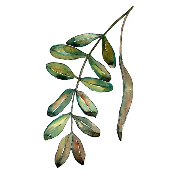 Watercolo 緑アカシアの葉 葉植物植物園花葉 孤立した図の要素 テクスチャ ラッパー パターン フレームや境界線の Aquarelle — ストック写真