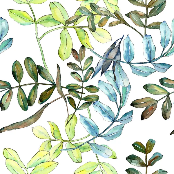Акварель Зеленая Листья Акации Цветочная Листва Ботанического Сада Бесшовный Рисунок — стоковое фото