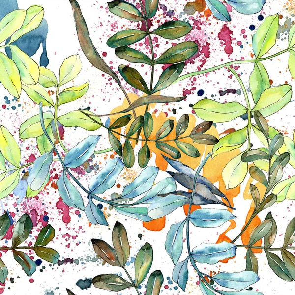 Watercolo Zelené Listy Akácie Listy Rostlin Botanická Zahrada Květinové Listy — Stock fotografie