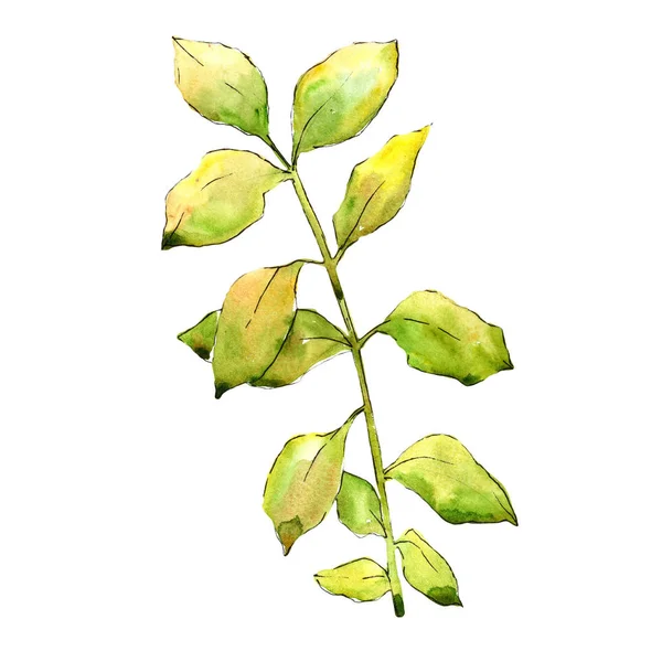 Watercolor Elaeagnus Green Leaves Leaf Plant Botanical Garden Floral Foliage — Stock Photo, Image