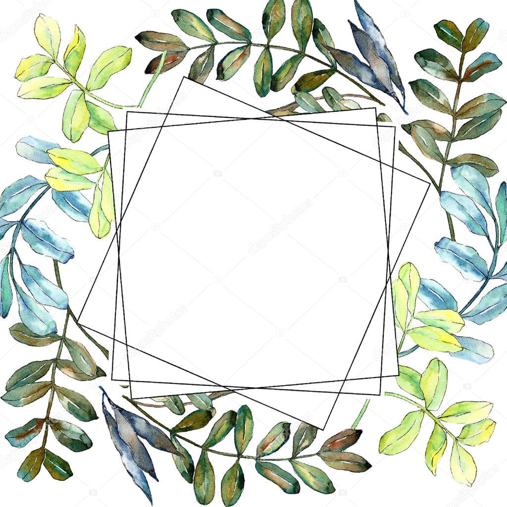 Watercolo green acacia leaves. Leaf plant botanical garden floral foliage. Frame border ornament square. Aquarelle leaf for background, texture, wrapper pattern, frame or border.