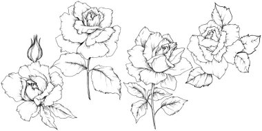 Gül izole bir vektör tarzda çiçek. Bitki tam adı: gül. Arka plan, doku, sarıcı desen, çerçeve veya kenarlık için vektör çiçek.