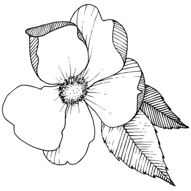 Yabani gül izole bir vektör tarzı. Bitki tam adı: gül. Arka plan, doku, sarıcı desen, çerçeve veya kenarlık için vektör çiçek.