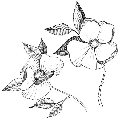 Yabani gül izole bir vektör tarzı. Bitki tam adı: gül. Arka plan, doku, sarıcı desen, çerçeve veya kenarlık için vektör çiçek.