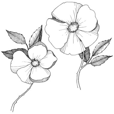 Yabani gül izole bir vektör tarzı. Bitki tam adı: gül. Arka plan, doku, sarıcı desen, çerçeve veya kenarlık için vektör çiçek.