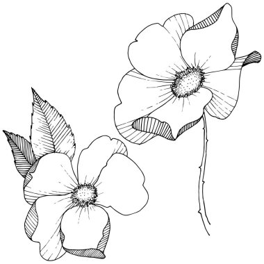 Yabani gül izole bir vektör tarzı. Bitki tam adı: gül. Arka plan, doku, sarıcı desen, çerçeve veya kenarlık için vektör çiçek.