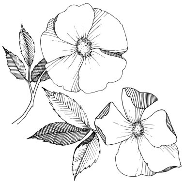 Yabani gül izole bir vektör tarzı. Bitki tam adı: gül. Arka plan, doku, sarıcı desen, çerçeve veya kenarlık için vektör çiçek.