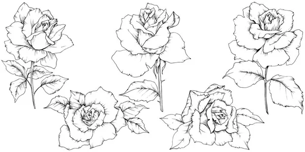 Fleur Rose Dans Style Vectoriel Isolé Nom Complet Plante Rose — Image vectorielle