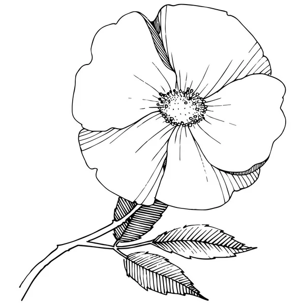 Άγριο Τριαντάφυλλο Ένα Στυλ Διάνυσμα Απομονωμένη Πλήρης Ονομασία Του Φυτού — Διανυσματικό Αρχείο