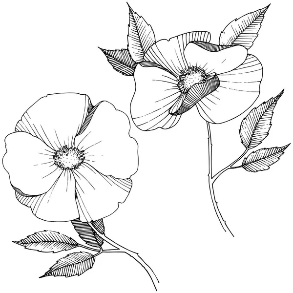 Yabani gül izole bir vektör tarzı. Bitki tam adı: gül. Arka plan, doku, sarıcı desen, çerçeve veya kenarlık için vektör çiçek.