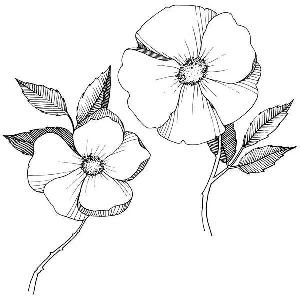 Yabani gül izole bir vektör tarzı. Bitki tam adı: gül. Arka plan, doku, sarıcı desen, çerçeve veya kenarlık için vektör çiçek.