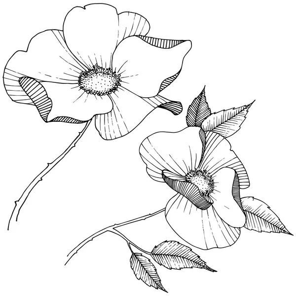 Yabani gül izole bir vektör tarzı. Bitki tam adı: gül. Arka plan, doku, sarıcı desen, çerçeve veya kenarlık için vektör çiçek.