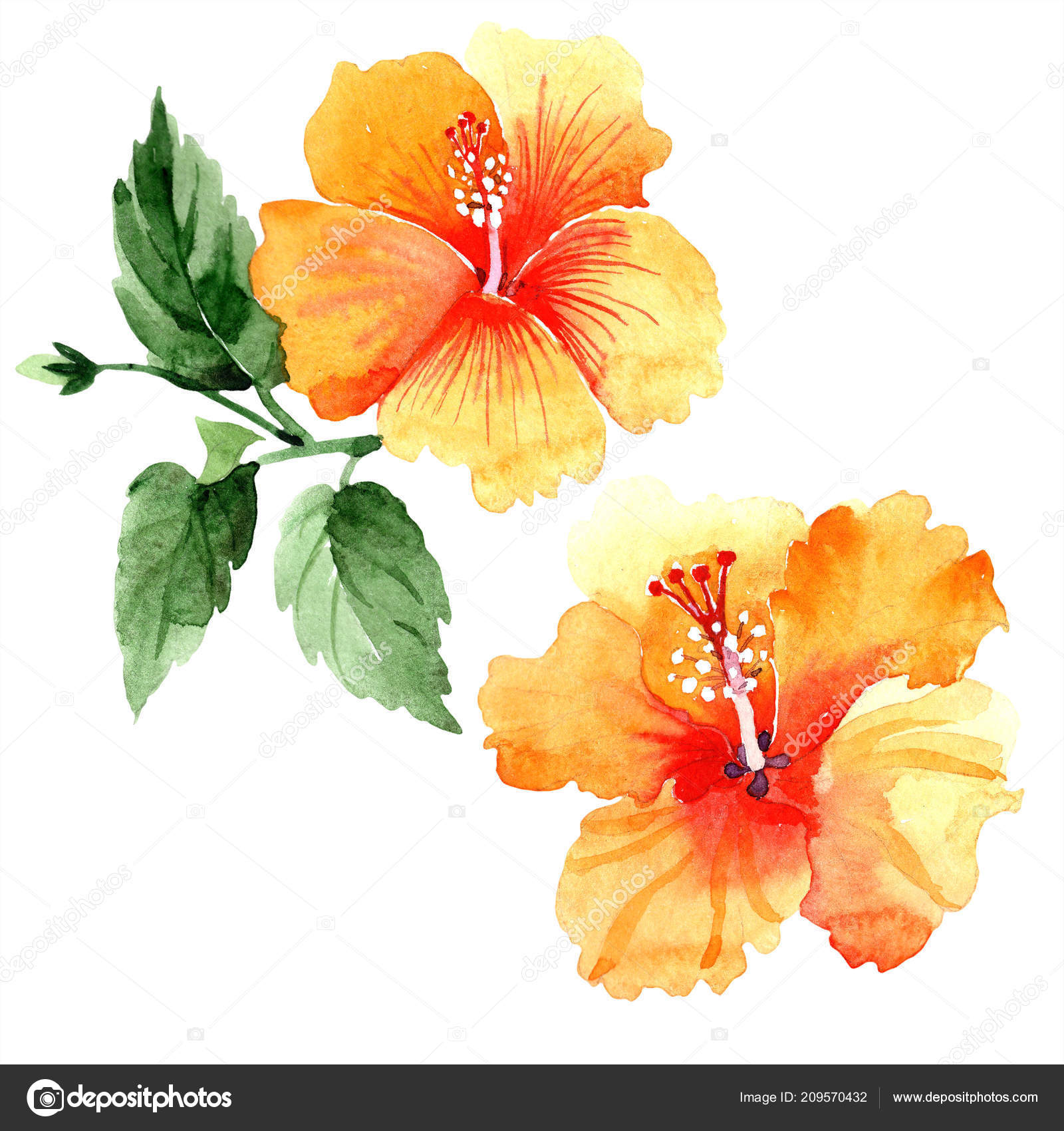 Watercolor Orange Naranja Hibiscus Flowers Floral Botanical Flower Isolated  Illustration Stock Photo by ©MyStocks 209570432
